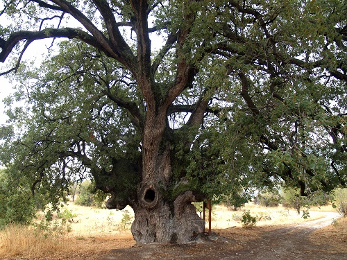 Laneia, century-old oak tree.